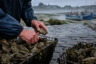 Oyster farmer's hands sorting seaweed-covered oyster baskets on a granite quay in misty morning light, with fishing boats and rocks in the background.