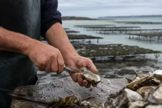 Hands of an oyster farmer opening a fresh oyster on a weathered wooden table by the shore in Cancale, emerald sea and oyster beds softly blurred in the misty morning light.